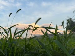 -松咖啡自助餐厅·松北香格里拉