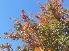 -北京西山国家森林公园