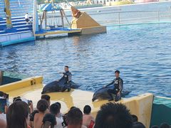 -秦皇岛乐岛海洋王国