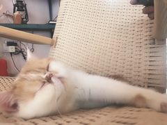 -喵屿·大理花园猫咖