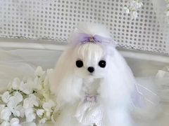 -萌宠之家·腊肠犬·马尔泰·小体犬舍
