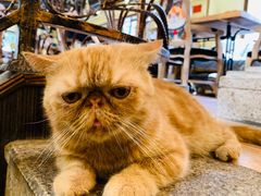 -more than meow吴止猫主题餐厅(承德 中船汇店)