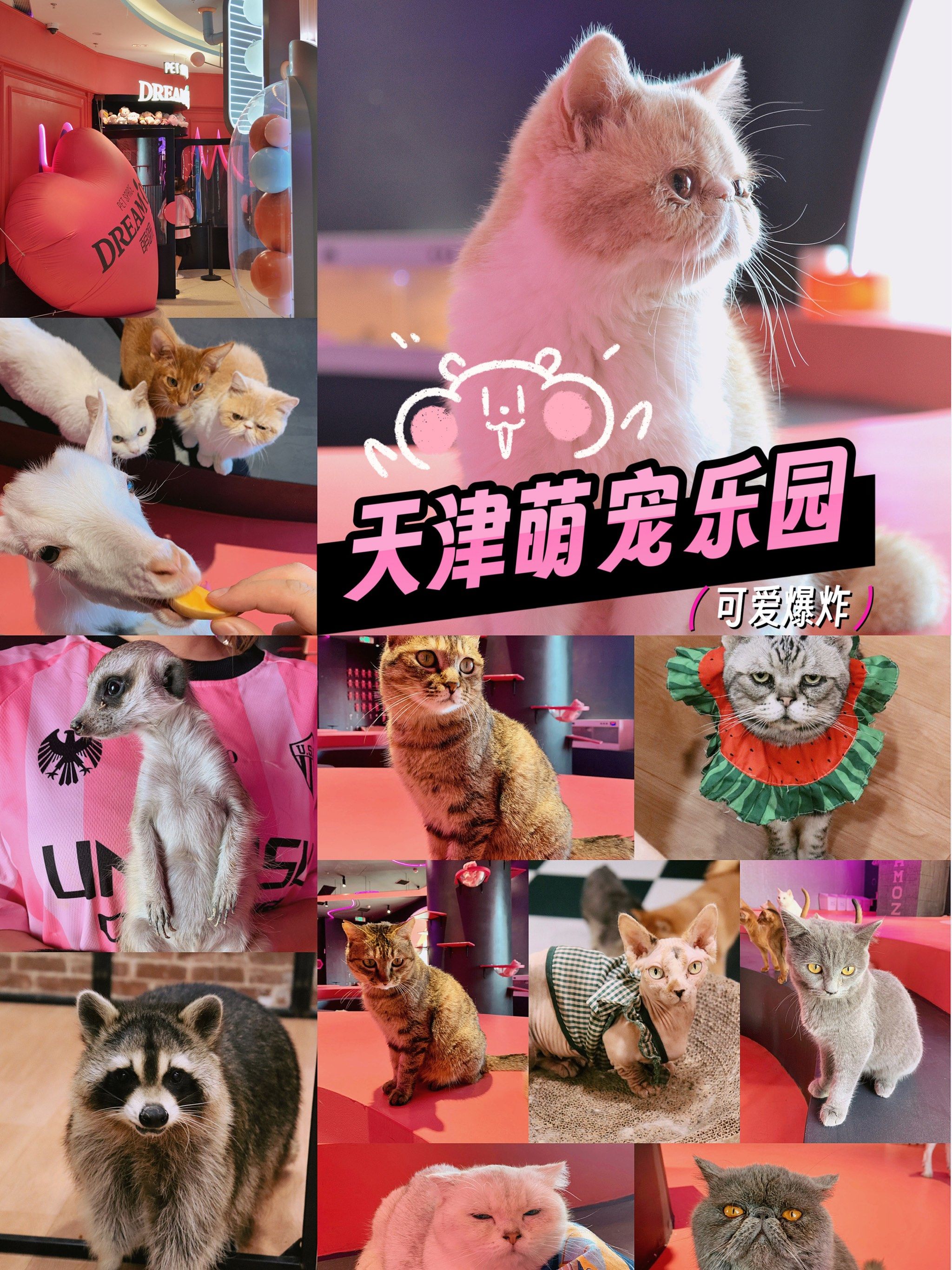 天津哈基米乐园!打工人的治愈空间