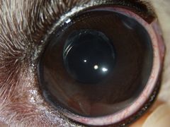 -爱侣宠医·鹦鹉专科·小型哺乳类·异宠专科(灵石路店)