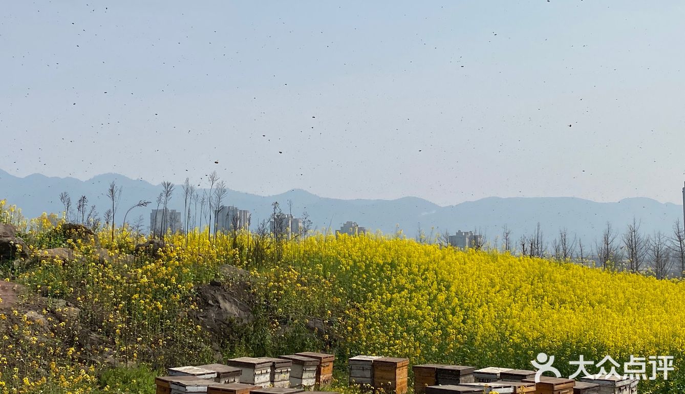 看油菜花？重庆复盛欢迎你（怀念篇）