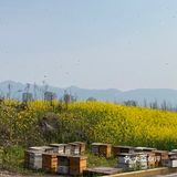 看油菜花？重庆复盛欢迎你（怀念篇）