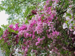 -深圳国际园林花卉博览园