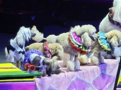 -珠海横琴长隆《卡卡虎奇遇记》