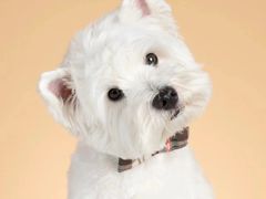 -萌宠之家·腊肠犬·马尔泰·小体犬舍