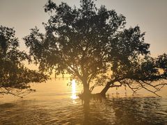 -宝安西湾红树林湿地公园