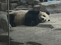 -武汉动物园