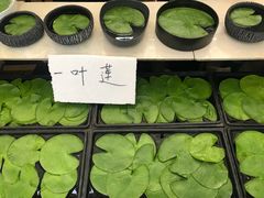 -秦美花卉(天朗·莱茵小城2期店)