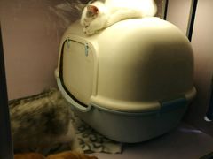 -喵的天空名猫咖啡馆·撸猫·猫舍·用品