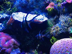 -悉尼海洋生物水族馆