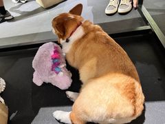 -Stud CrossFit(泰丰大厦店)