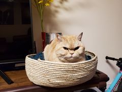 -申普宠物医院·心脏介入·心血管微创(总院)