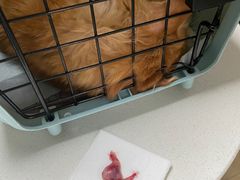 -美联众合宠物医院·爱萌分院·内外科·猫科中心