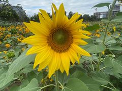 -春花秋色城市公园