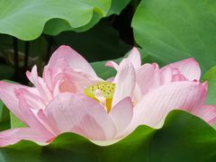 -陈家山荷花公园