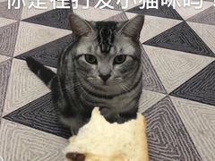 -咕噜咕噜宠物医院·CT·肿瘤科·骨科(前海院)