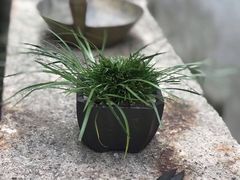 -月栖华明-云间草堂清茶馆(泗泾古镇店)
