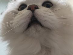 -帕帕拉兹宠物(亚洲旗舰店)