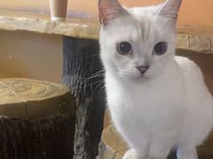 -猫猫幼稚园·撸猫·桌游·电玩