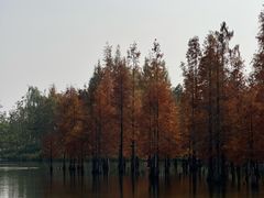 -白鹭湾湿地公园