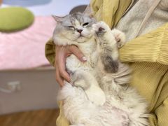 -COLOR PETS 撸猫馆·购猫·猫咖(长风大悦城店)