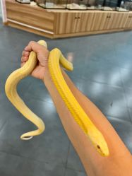 -Moni星球萌宠·小马宝莉·灵蛇·高端高阶全萌宠互动体验俱乐部(红豆国际广场店)