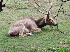 -北京麋鹿生态实验中心