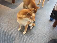 -柴源莊·柴小宠柴犬咖啡