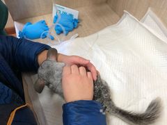 -北京观赏动物医院·24小时大型综合·猫专科·异宠专科