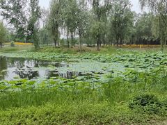 -东郊湿地公园