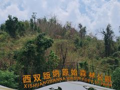 -西双版纳原始森林公园