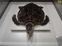 -青岛贝壳博物馆