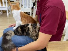 -李小姐の猫咖啡馆(五角场店)