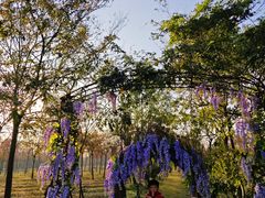 -上海海湾国家森林公园