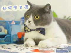 -猫音日语留学培训