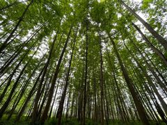 -桤木河湿地公园