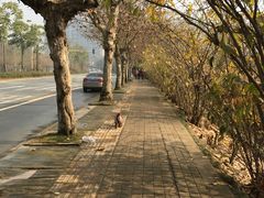 -三圣花乡旅游区