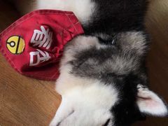 -Husky Go! 哈士奇体验馆·宠物咖啡厅狗咖