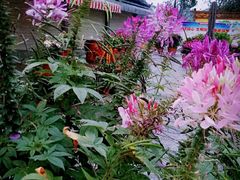 -云南民族大观园