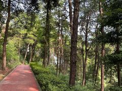 -铁山坪森林公园