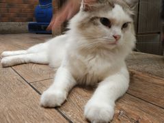 -more than meow吴止猫主题餐厅(承德 中船汇店)