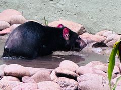 -费瑟代尔野生动物园