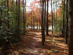 -上海海湾国家森林公园