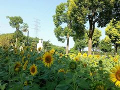-仙岳公园