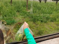 -石家庄市动物园