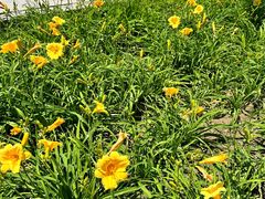 -野鸭湖国家湿地公园